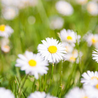 Sommerlicher Gruß Sommer Bild