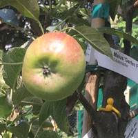 Die ersten Äpfel in unserem Garten