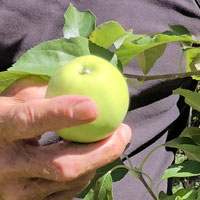 Apfel in Hand