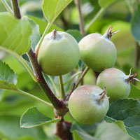 Der Obstgarten