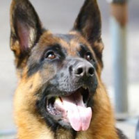 Bericht auf den Internetseiten des »Bergischen Handelsblatt« über den Besuch der Hundesportgruppe