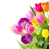 Ein Gruß zum Frühjahr Bunte Tulpen
