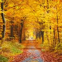 Herbstlicher Gruß Herbst Bild